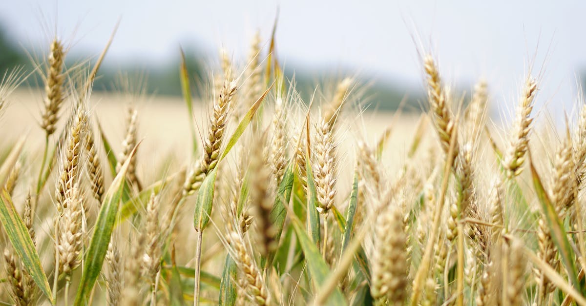 Close-up of a wheat field under a bright summer sky, perfect for agriculture and landscape themes.