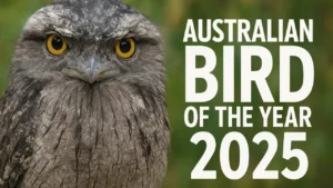 🐦 Australian Bird of the Year 2025 — Tawny Frogmouth Finally Claims Its Throne