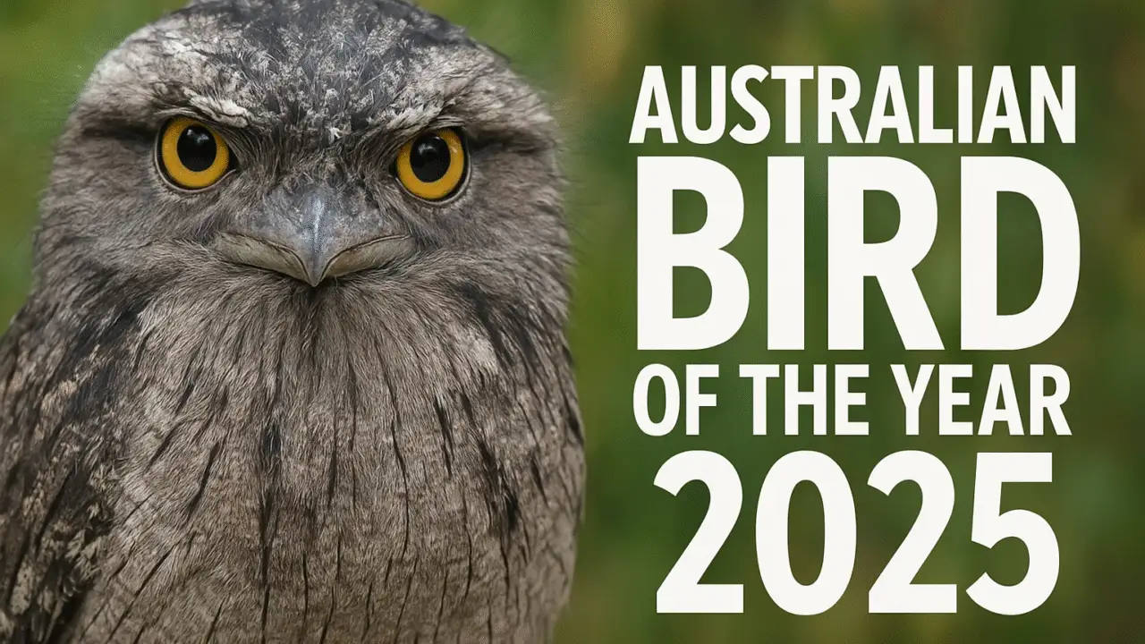 🐦 Australian Bird of the Year 2025 — Tawny Frogmouth Finally Claims Its Throne