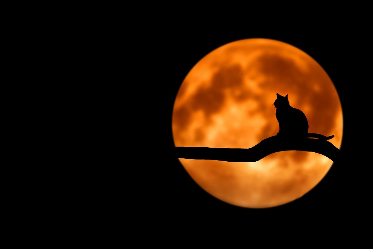 tree, cat, silhouette, nature, moon, full moon, moonlight, animal, luna, lunar, cat silhouette, branch, night sky, dark sky, night, backlighting, pet, black cat, halloween