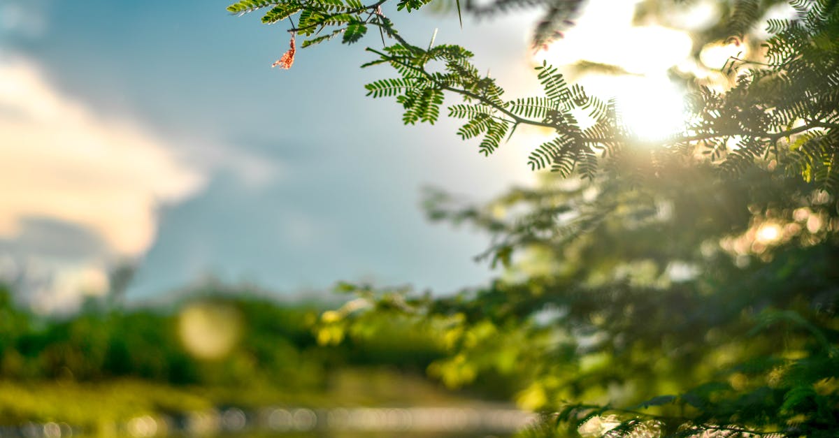 Peaceful nature scene featuring sunlight filtering through leaves with a soft bokeh effect.
